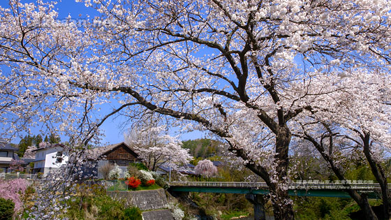 大滝根川沿い高倉蔵屋敷の桜