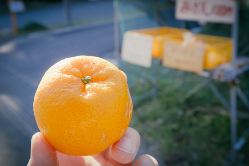 シミズで買った「はるみ」