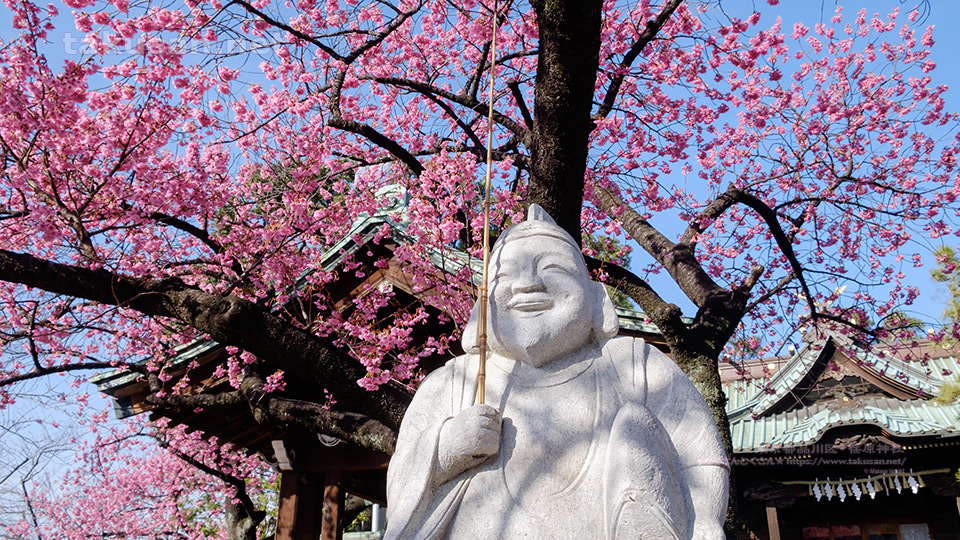 荏原神社の恵比寿様と寒緋桜 壁紙歳時記 たくさんとくさん