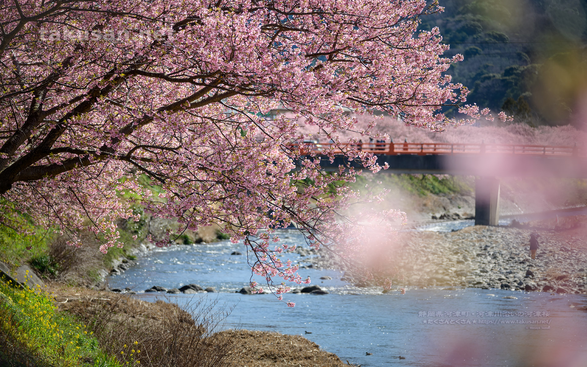 河津川沿いの河津桜並木の壁紙