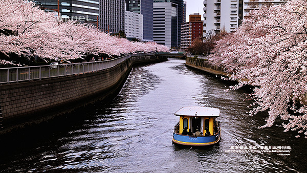 目黒川大崎付近の桜の壁紙