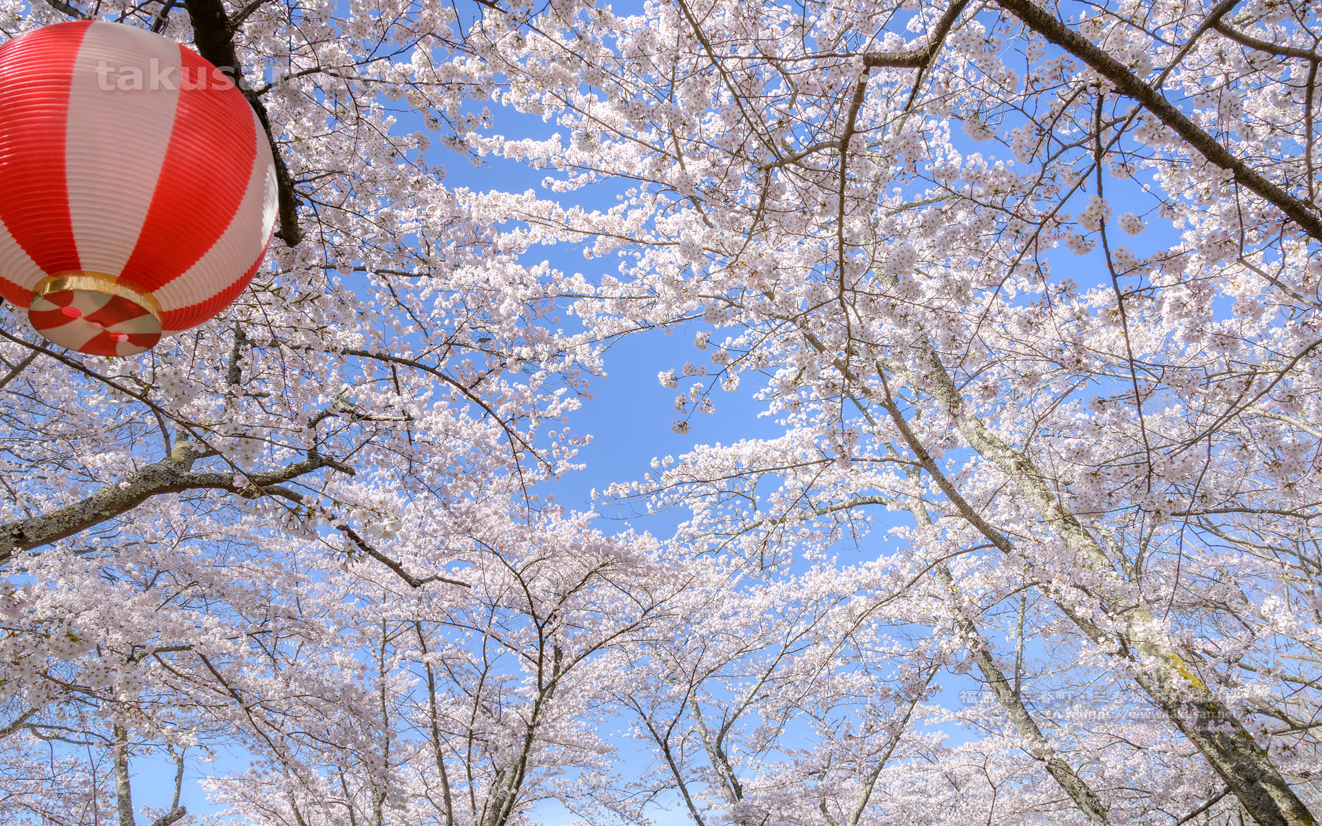 三春城本丸跡の桜の壁紙