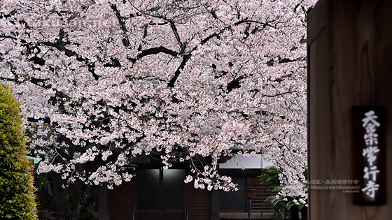 品川宿常行寺の桜