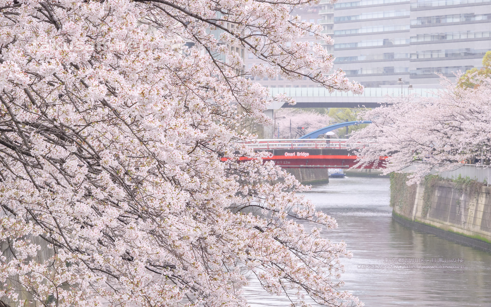 春の長雨・目黒川の桜の壁紙