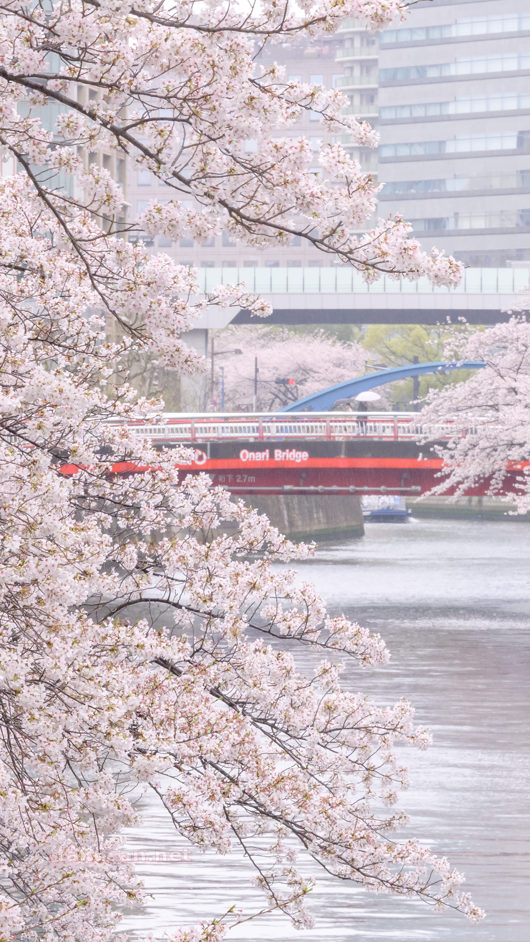 春の長雨・目黒川の桜の壁紙