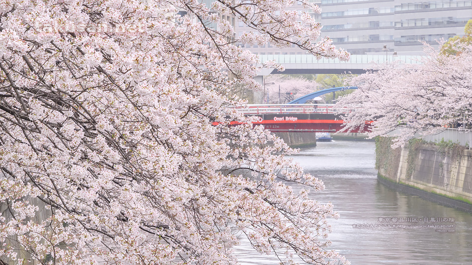 春の長雨・目黒川の桜の壁紙