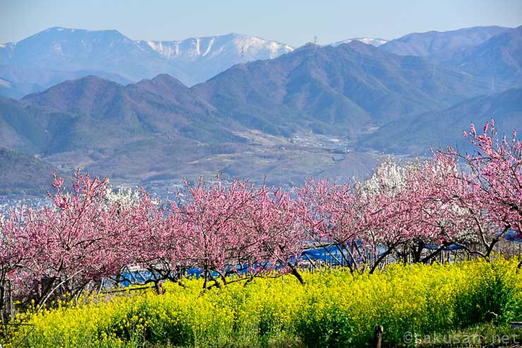 釈迦堂周辺の風景