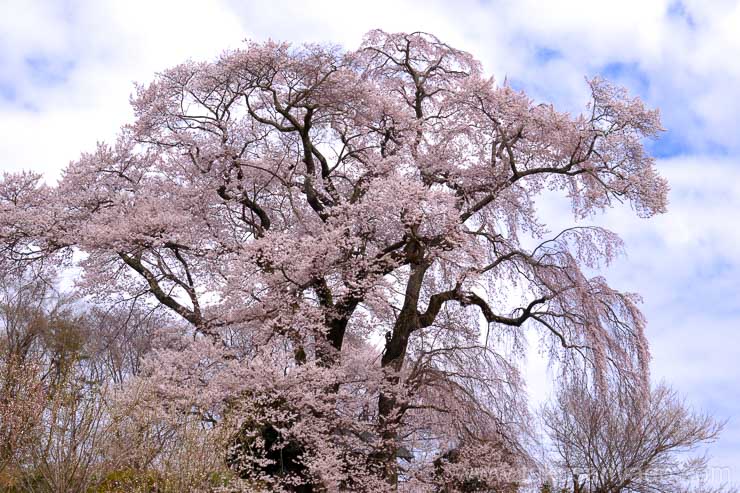 郡山市の天神夫婦桜