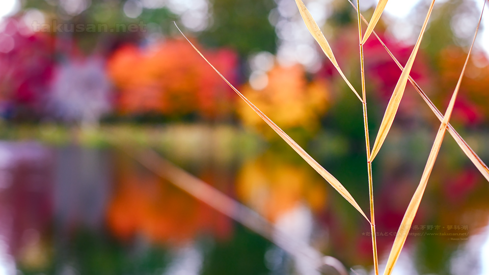 蓼科湖の秋深まるの壁紙