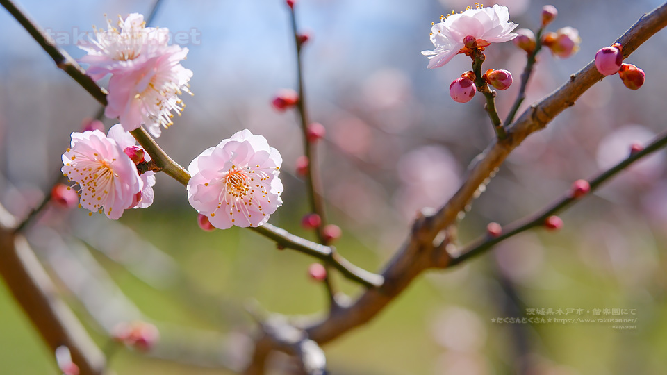 梅の花・偕楽園にて