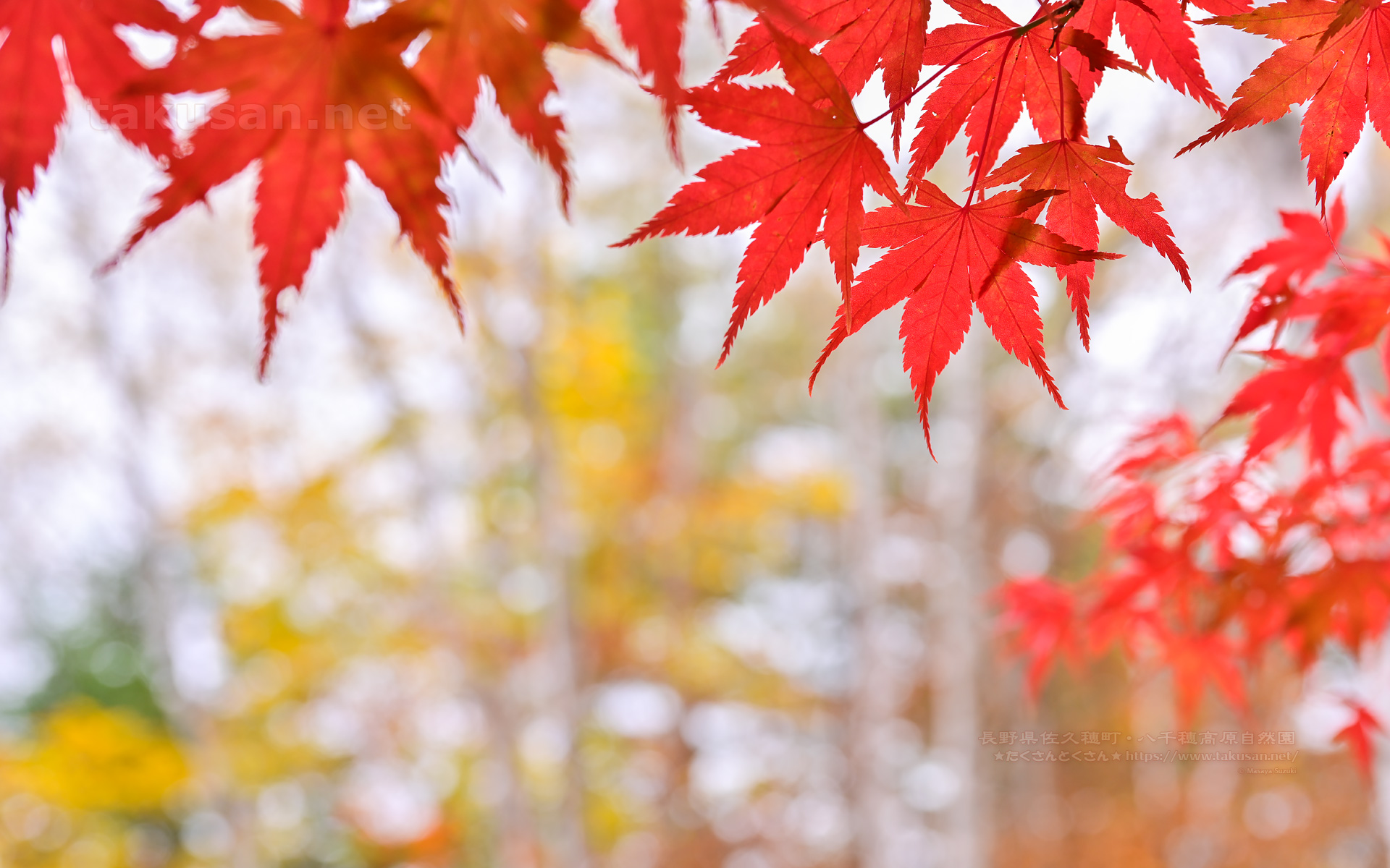 八千穂高原自然園の紅葉の壁紙