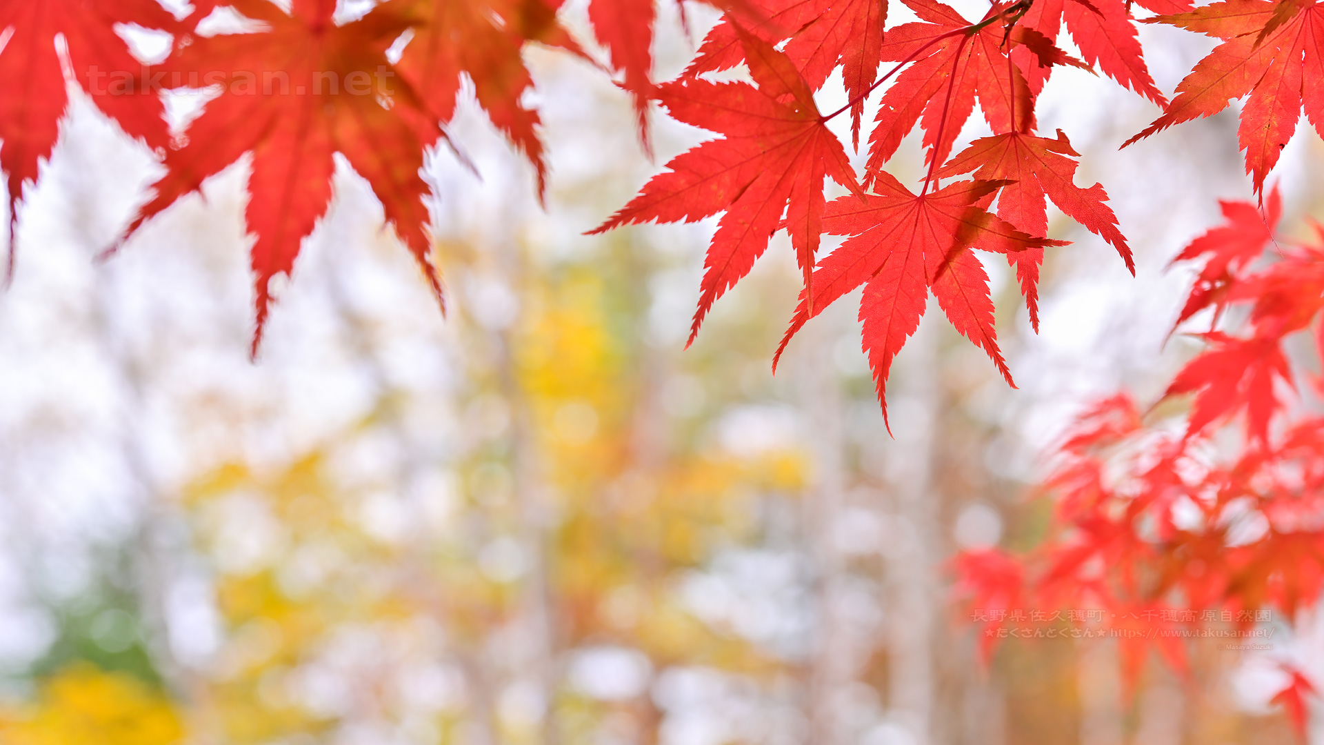 八千穂高原自然園の紅葉の壁紙