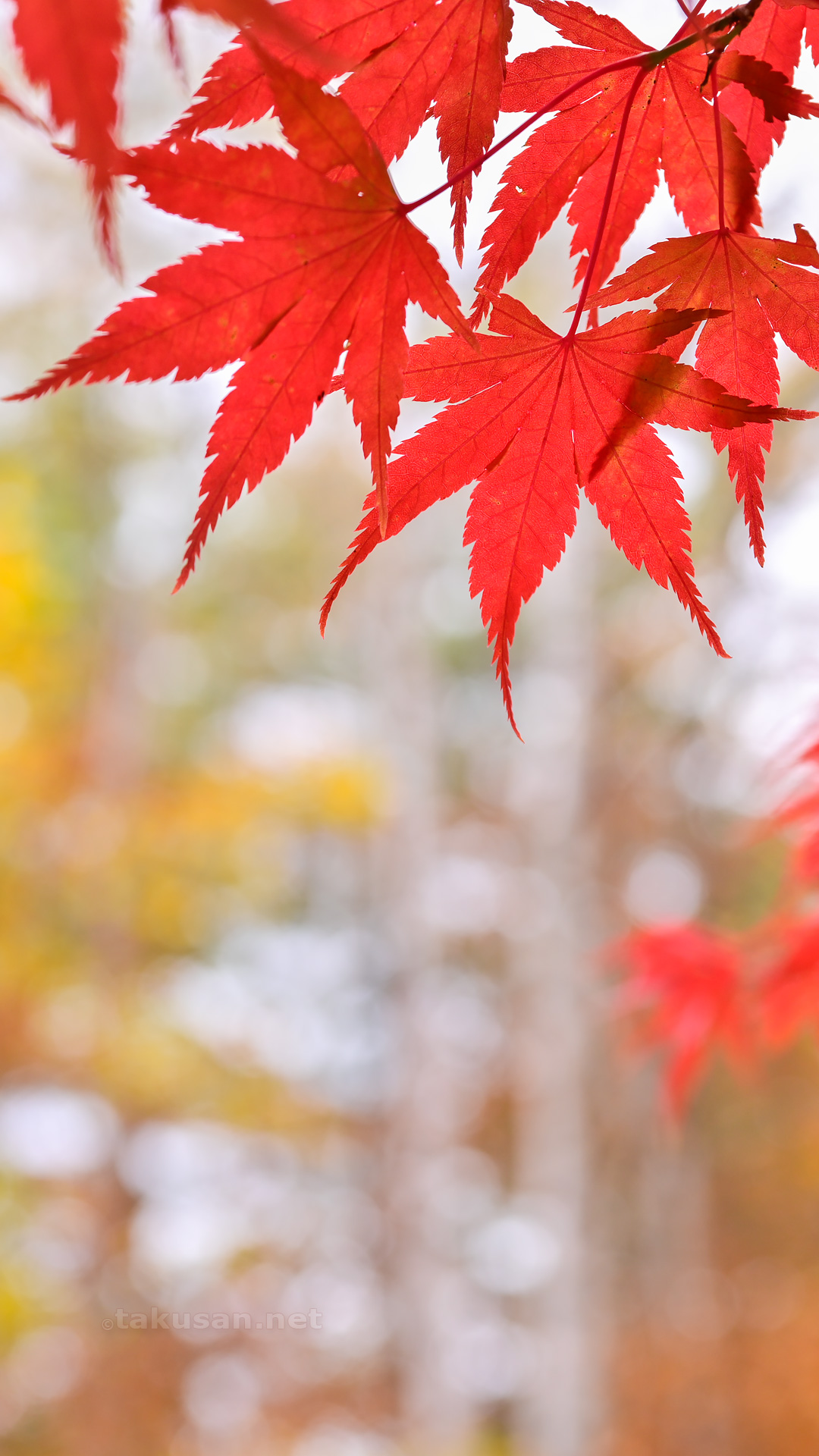 八千穂高原自然園の紅葉の壁紙